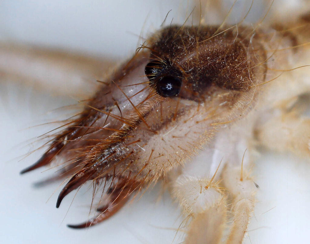 Biton rhodesianus
