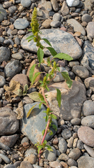 Amaranthus