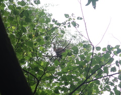 Pongo pygmaeus morio