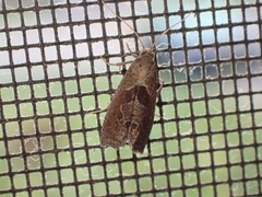 Pelochrista similiana