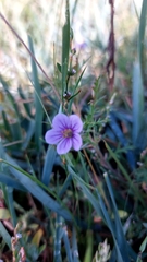 Geranium wlassovianum