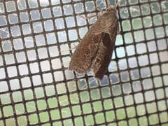 Pelochrista similiana