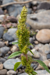 Amaranthus