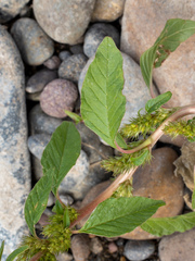 Amaranthus