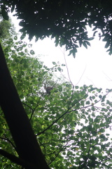 Pongo pygmaeus morio