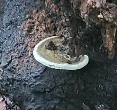 Ganoderma lobatum