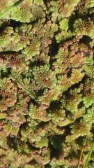 Azolla