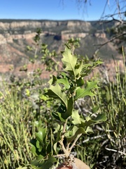 Quercus × pauciloba