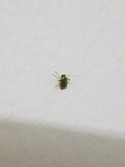 Hemiptera