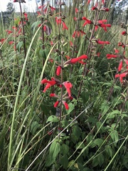 Salvia fulgens