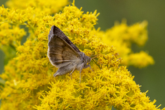 Anagrapha falcifera