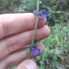 Salvia helianthemifolia