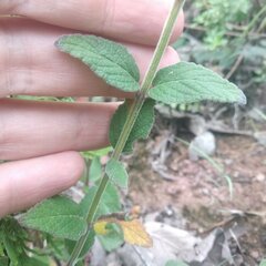 Salvia helianthemifolia