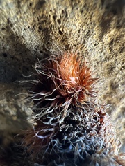 Polypodium pellucidum vulcanicum