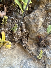 Polypodium pellucidum vulcanicum