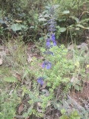 Salvia helianthemifolia