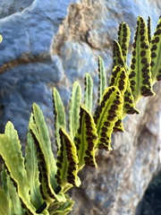 Polypodium pellucidum vulcanicum