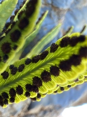 Polypodium pellucidum vulcanicum
