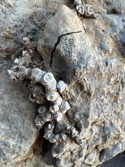 Polypodium pellucidum vulcanicum