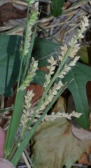 Echinochloa colona