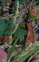 Echinochloa colona