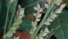 Echinochloa colona