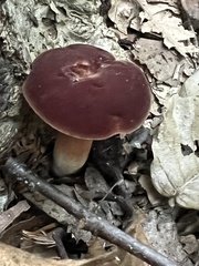 Phylloporus leucomycelinus