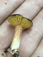 Phylloporus leucomycelinus