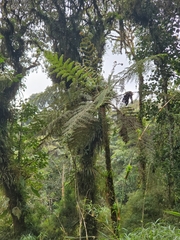 Cyatheaceae