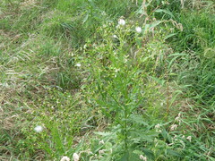 Erechtites hieraciifolius