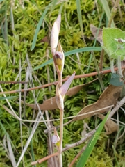 Lyperanthus suaveolens