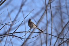 Carpodacus sibiricus