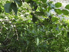 Alnus serrulata