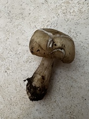 Lyophyllum