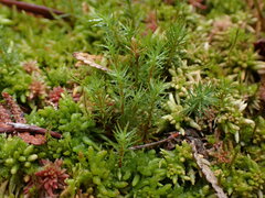 Polytrichum strictum