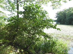 Alnus serrulata