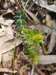 Acrotriche serrulata