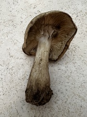 Lyophyllum