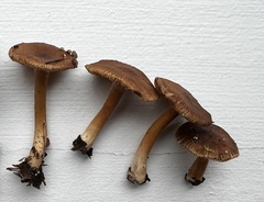 Inocybe flocculosa