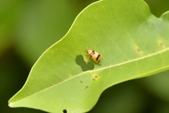 Monolepta bifasciata