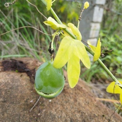 Passiflora subpeltata