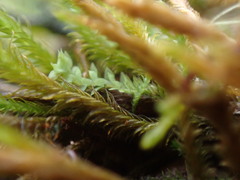 Douinia ovata
