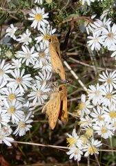 Hylephila phyleus