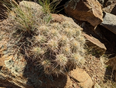 Echinocereus engelmannii engelmannii