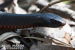 Pseudechis porphyriacus