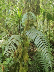 Polypodiaceae