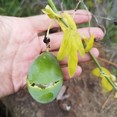 Passiflora subpeltata