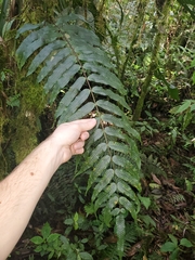Polypodiaceae