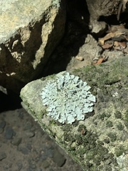 Flavoparmelia baltimorensis