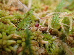 Sphagnum austinii